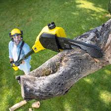  Anoka, MN Tree Removal and Landscaping Services Pros